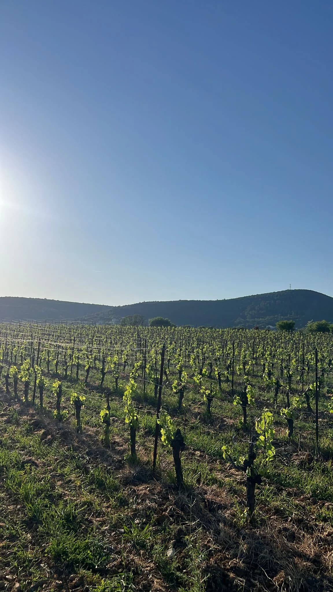 Vignes du Languedoc au lever du soleil : terroir des dossiers de droit rural et de fermage du cabinet
